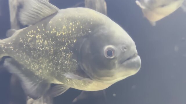 Close-Up of Red-Bellied Pacu Fish Swimming in Dark