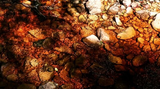 Fresh mountain water flowing over a rocky riverbed in South Africa with the water dyed brown due to tannins from the fynbos vegetation