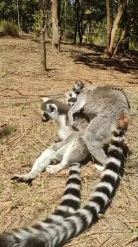 Ring-tailed lemurs resting and playing together in nature  