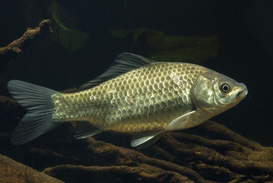Carassius gibelio, pediment, prussian carp, silver carp, fish, fishes, pisces