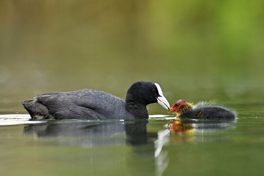 Common coot ( Fulica atra) Old animal, feeding a chick, Lake Lucerne, Canton Lucerne, Switzerland