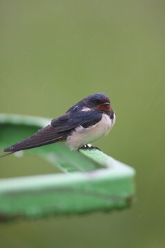 Barn Swallow (Hirundo rustica) in the rain, Allg&auml;u, Bavaria, Germany, Allg&auml;u, Bavaria, Germany