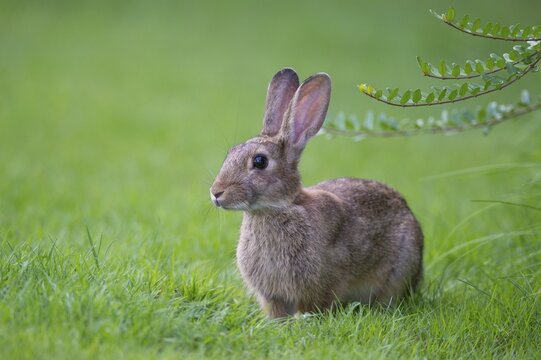 European rabbit (Oryctolagus cuniculus) in a meadow, attentive, pointed ears, Lower Saxony, Germany