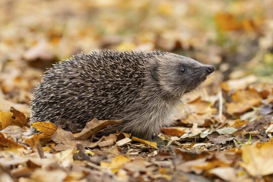 European hedgehog (Erinaceus europaeus) adult animal on fallen autumn leaves, England, United Kingdom