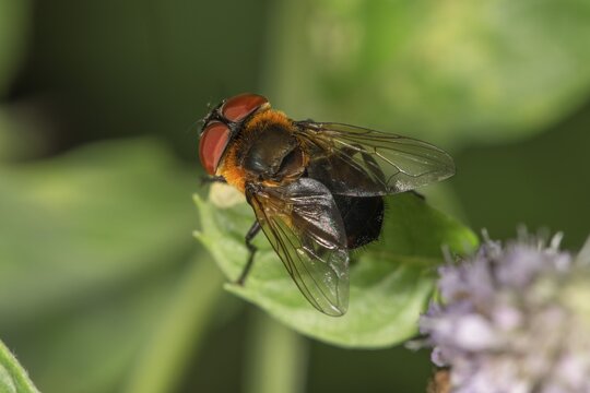 Tachinid Fly (Phasia hemiptera) female on leaf of horse mint (Mentha longifolia), Baden-W&uuml;rttemberg, Germany