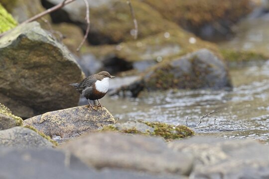 White-throated Dipper (Cinclus cinclus) standing on a stone on the bank at the edge of a fast-flowing torrent, small river, typical habitat, wildlife, native nature, Wilnsdorf, North Rhine-Westphalia, Germany