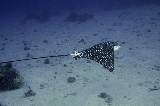 Spotted eagle ray (Aetobatus narinari), House reef dive site, Mangrove Bay, El Quesir, Red Sea, Egypt