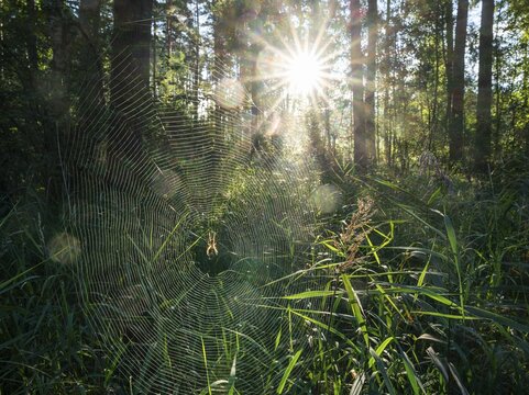 Mixed forest, spider web with cross spider (Araneus), sun star, Barnbruch Forest nature reserve, Lower Saxony, Germany