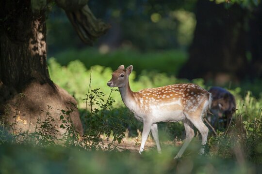 Fallow deer (Dama dama) adult female standing in a woodland, England, United Kingdom