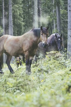 Horses (equus caballus), Rauris, Pinzgau, Salzburg, Austria