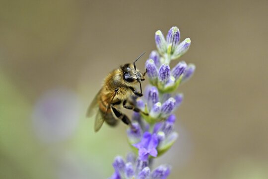 Western honey bee (Apis mellifera) on a common lavender (Lavandula angustifolia) flower, Meienberg, Canton of Aargau, Switzerland