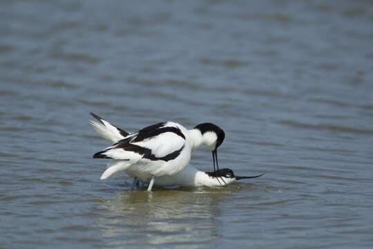 Pied avocet (Recurvirostra avosetta) two adult wading birds in a lagoon with the female bird in submissive pose waiting for the male to mate with her, RSPB Minsmere nature reserve, Suffolk, England, United Kingdom
