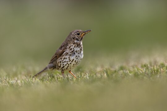 In a small meadow, the song thrush (Turdus philomelos), which fledged a few days ago, searches for food, young bird, Denmark