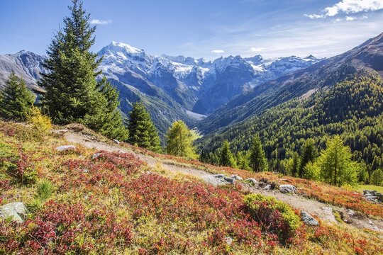 Panorama of the valley with Ortler 3905m and Trafoier ice wall 3565m in early autumn, Trafoi, Trafoital, Ortler Alps, Province of Bolzano, South Tyrol, Trentino Alto Adige, Northern Italy, Italy