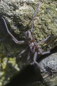 Dustbunny spider, eratigena atrica, eratigena atrica cf., large house angle spider, house spider, house funnel spider, cellar spider, tegenaria atrica, angle spider, high size, vertical format, spider, spiders