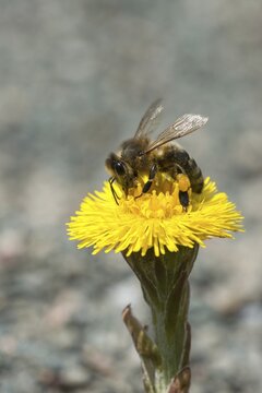Apidae, apis mellifera, asteraceae, bees, European honey bee, European honey bee, hymenoptera, daisy, tussilago farfara, western honey bee, coltsfoot, flora, high size, portrait format, honey bee, honey bee, insects, plants, plants, wild bees