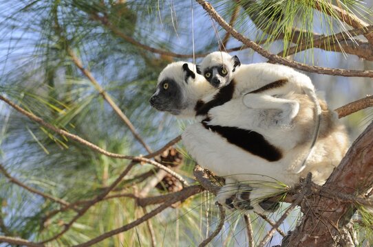 Coquerel's Sifaka (Propithecus coquereli), female adult with young on back, Madagascar, Africa