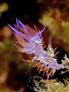 Purple (Flabellina affinis) thread snail with spawn. Dive site Marine Reserve Cap de Creus, Cala Joncols, Rosas, Spain, Mediterranean Sea