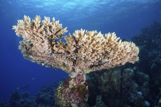 Small polyp stony coral (Acropora) . Dive site Mangrove Bay, El Quesir, Egypt, Red Sea