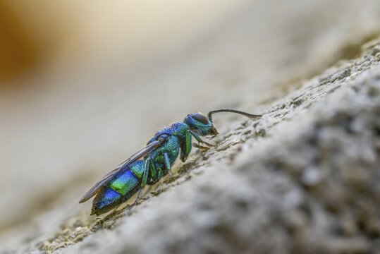 Blue golden wasp, cyan jewel wasp, golden wasp, hymenoptera, trichrysis cyanea, insects, insects
