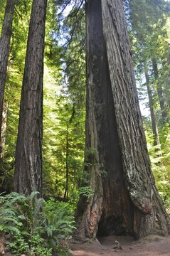 Imposing trunks of coast redwoods (Sequoia sempervirens) in a shady forest, quiet atmosphere, Redwood National Park, California, USA