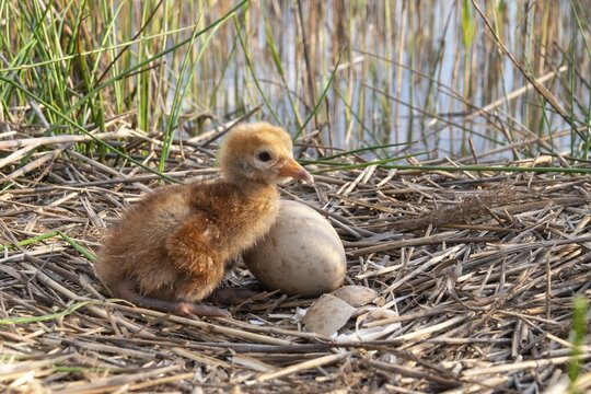 Brandenburg, Crane, Germany, Grus Grus, Crane, Nabu, Nabu Project, National Natural Heritage, Gr&uuml;nhaus Nature Paradise, Post-Mining Landscape, Birds, Egg, Gruidae, Gruiformes, Greenhouse, Adolescent, Young Bird, Juvenile, Crane Birds, Nest, Hatching, Wingbirds, Birds