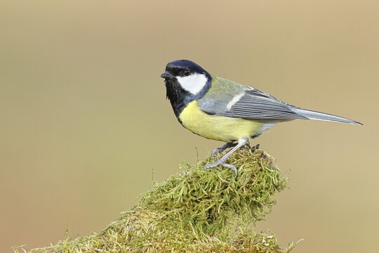 Great tit (Parus major), sitting on a moss-covered tree root, Wilnsdorf, North Rhine-Westphalia, Germany