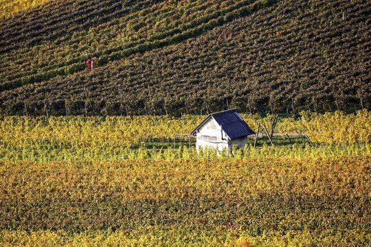 Vineyard, vineyard with vines and hut, autumn colour, Schriesheim, Baden-W&uuml;rttemberg, Germany