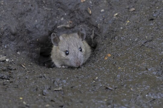European brown rat (Rattus norvegicus) adult rodent animal looking out from its burrow hole, England, United Kingdom
