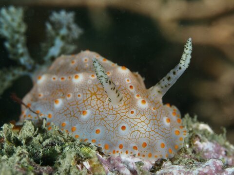 Close-up of a nudibranch with a striking dot pattern, Batangas Halgerda (Halgerda batangas), in the sea. Dive site Gondol Reef, Gondol, Bali, Indonesia