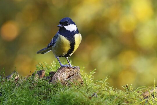 Great tit (Parus major) Schleswig-Holstein, Germany