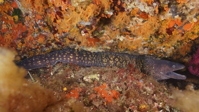 Mediterranean moray eel (Muraena helena) hidden in a colourful reef on the seabed. Dive site Giens Peninsula, Provence Alpes C&ocirc;te d'Azur, France
