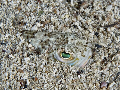 A fish, the weever (Trachinus draco), a venomous creature, is buried in the sandy seabed, with only its head visible