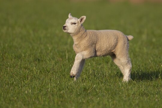 Domestic lamb (Ovis aries) running across a grass field, Suffolk, England, United Kingdom