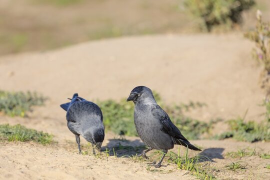 Two western jackdaws (Coloeus monedula) search for food in a sandy area on a sunny day. Czech Republic