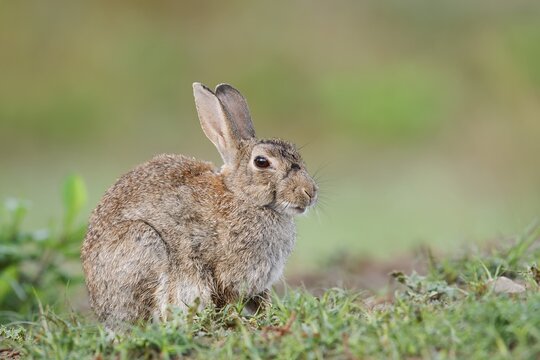 Wild rabbit (Oryctolagus cuniculus), North Rhine-Westphalia, Germany