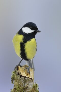 Great tit (Parus major), sitting on dead wood, North Rhine-Westphalia, Germany