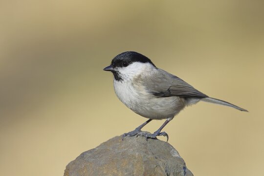 Swamp tit, (Parus palustris), sitting on a rock, autumn, wildlife, animals, tit family, songbird, birds, Wilnsdorf, North Rhine-Westphalia, Germany