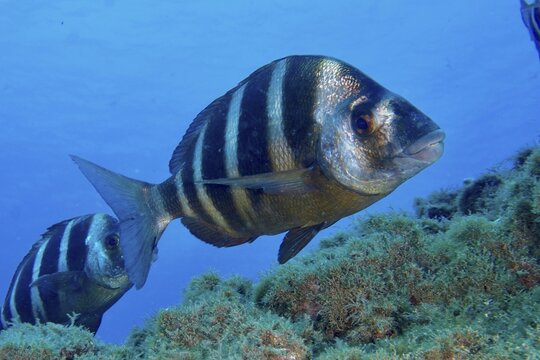 Two striped fish, zebra bream (Diplodus cervinus cervinus), swimming along a wall of algae in the blue deep sea water, dive site Las Rosas, Las Galletas, Tenerife, Canary Islands, Spain