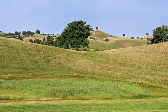 Linden trees (Tilia) growing in parched, dried-up meadows in the drumlin landscape, the hot summer of 2026, Hirzel, Canton of Zurich, Switzerland