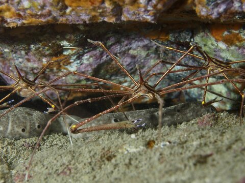 Underwater photograph of crabs with long legs and spiny shells, the Eastern Atlantic arrow crab (Stenorhynchus lanceolatus), on the seabed, at the El Cabron Marine Reserve dive site, Arinaga, Gran Canaria, Spain, Europe, Atlantic Ocean
