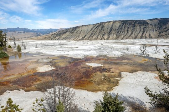 Dead trees on sinter terraces, hot springs, orange mineral deposits, Palette Springs, Upper Terraces, Mammoth Hot Springs, Yellowstone National Park, Wyoming, USA