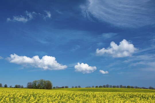 Rape field with blue sky and clouds, R&uuml;gen, Bergen, Mecklenburg-Western Pomerania, Germany