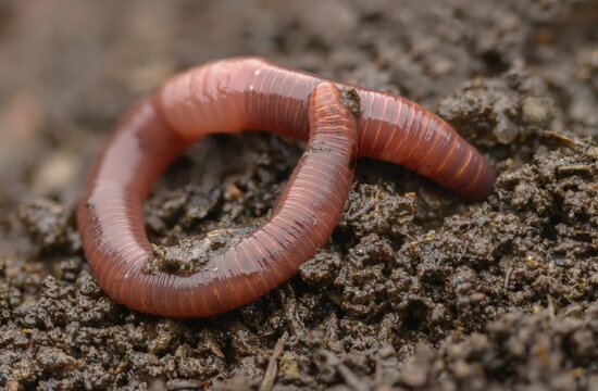 Annelida, clitellata, earthworm, shingles, lumbricidae, oligochaeta, annelids, few bristles, earthworm