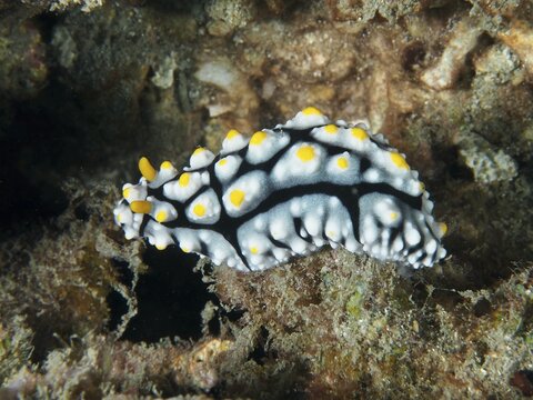 A colourful nudibranch with yellow and white markings, the varicose nudibranch (Phyllidia varicosa), in a coral reef at the Gondol Reef dive site, Gondol, Bali, Indonesia