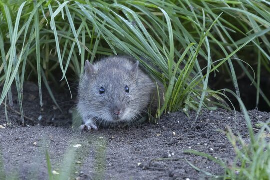 Brown rat (Rattus norvegicus) adult rodent animal emerging from a burrow hole in grassland, England, United Kingdom