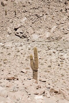 Giant Cardon Cactus (Echinopsis atacamensis), Valley of the Cacti, Regi&oacute;n de Antofagasta, Chile