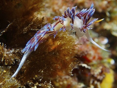 A colourful nudibranch with blue and orange markings, the wandering thread snail (Cratena peregrina), moves amongst the underwater vegetation at the Cap de Creus Marine Reserve dive site, Rosas, Costa Brava, Spain, Mediterranean Sea