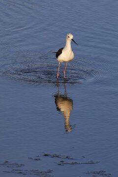 Stilt (Himantopus himantopus), bird in the water with clear reflection, surrounded by calm nature, lagoon of Gialova, protected wetland, bird paradise, Navarino Bay, Pylos, Peloponnese, Greece