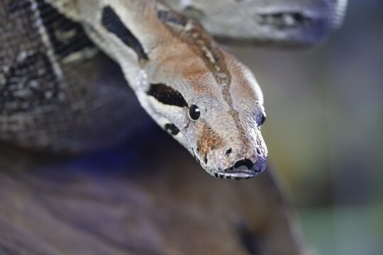 Royal python (Python regius) adult snake head portrait, England, United Kingdom, Captive